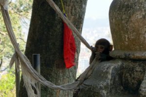 Bundle-of-Monkeys - Monkey 4